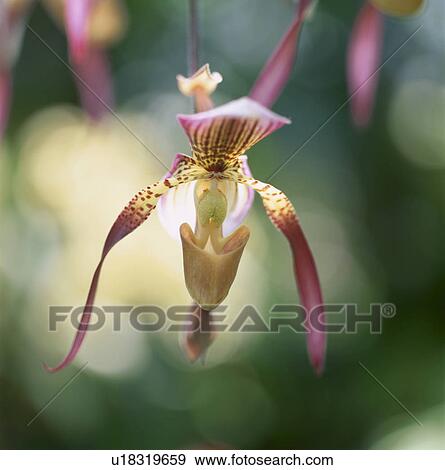 Stock Photo - Flower. Fotosearch