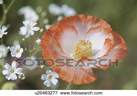 Stock Photo - Flower. Fotosearch