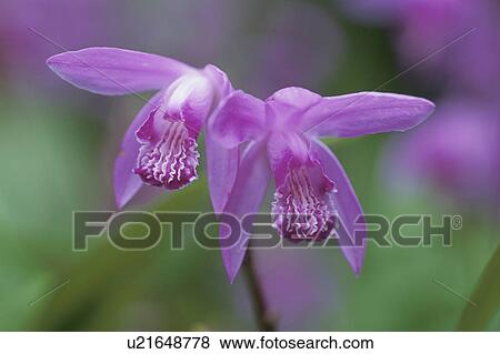 Stock Photo - Flower. Fotosearch