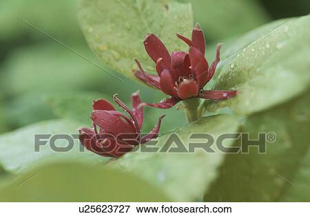 Flower View Large Photo Image Stock Photo - Flower. Fotosearch