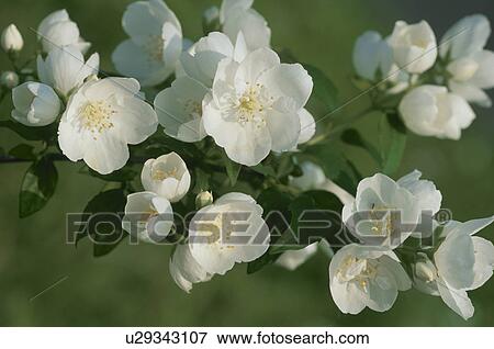Flower View Large Photo Image Stock Photo - Flower. Fotosearch