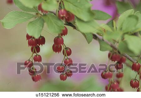 Flower View Large Photo Image Stock Photograph - Flower. Fotosearch