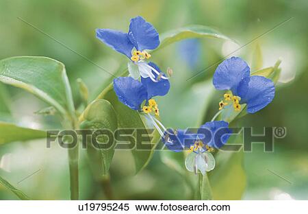Flower View Large Photo Image Stock Photography - Flower. Fotosearch