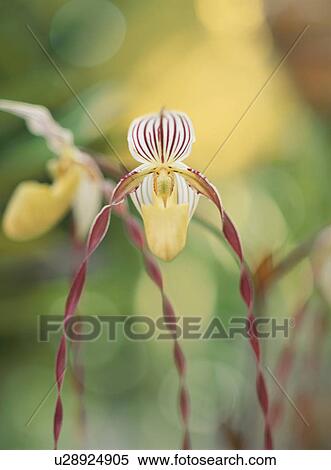 Stock Photography - Flower. Fotosearch