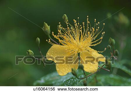 Stock Photograph - Hypericum Chinense. Fotosearch