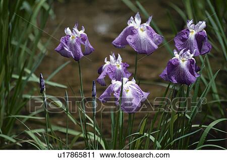 Japanese Iris View Large Photo Image Stock Image - Japanese Iris. Fotosearch