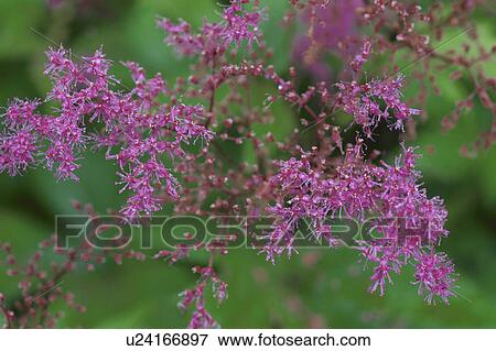Japanese Spiraea View Large Photo Image Stock Photo - Japanese Spiraea. Fotosearch