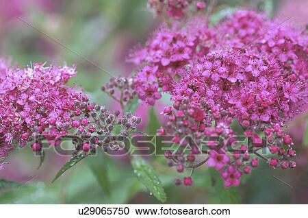 Stock Image - Japanese Spiraeas. Fotosearch