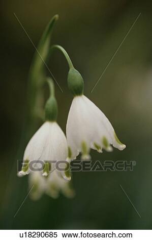 Stock Photography - Lily-Of-The-Valley. Fotosearch