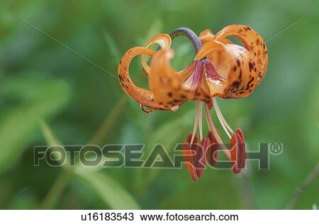 Lily View Large Photo Image Stock Image - Lily. Fotosearch