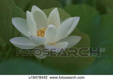 Stock Image - Lotus Flower. Fotosearch