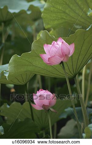 Lotus View Large Photo Image Picture - Lotus. Fotosearch