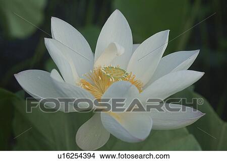 Lotus View Large Photo Image Picture - Lotus. Fotosearch