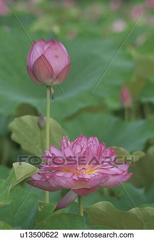 Lotus View Large Photo Image Stock Image - Lotus. Fotosearch