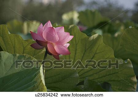 Stock Image - Lotus. Fotosearch