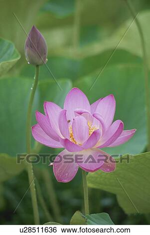 Lotus View Large Photo Image Stock Photograph - Lotus. Fotosearch