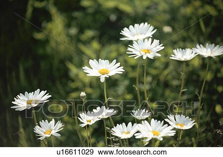 Marguerite View Large Photo Image Stock Photo - Marguerite. Fotosearch