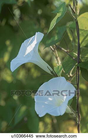Stock Photography - Morning Glory. Fotosearch