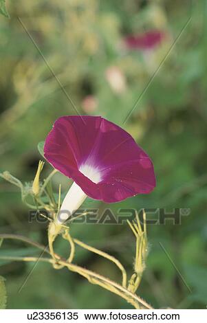 Stock Photography - Morning Glory. Fotosearch