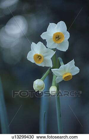Narcissus View Large Photo Image Stock Image - Narcissus. Fotosearch