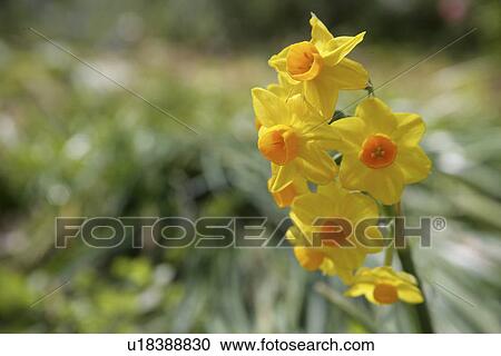 Narcissus View Large Photo Image Stock Image - Narcissus. Fotosearch