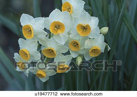 Narcissus View Large Photo Image Stock Image - Narcissus. Fotosearch