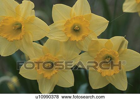 Narcissus View Large Photo Image Stock Photo - Narcissus. Fotosearch