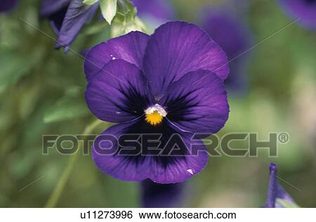 Stock Photograph - Pansy. Fotosearch