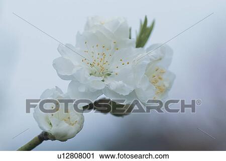 Peach Flower View Large Photo Image Stock Image - Peach Flower. Fotosearch