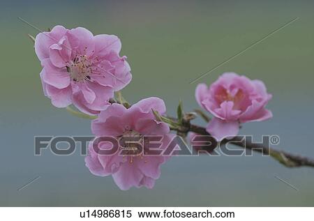 Stock Photography - Peach Flower. Fotosearch