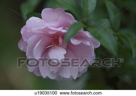 Stock Image - Pink Camellia. Fotosearch