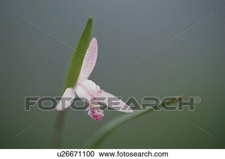 Pink Flower View Large Photo Image Stock Image - Pink Flower. Fotosearch
