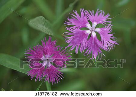 Pink Flowers View Large Photo Image Stock Image - Pink Flowers. Fotosearch