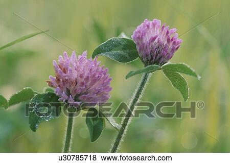 Pink Flowers View Large Photo Image Stock Photo - Pink Flowers. Fotosearch