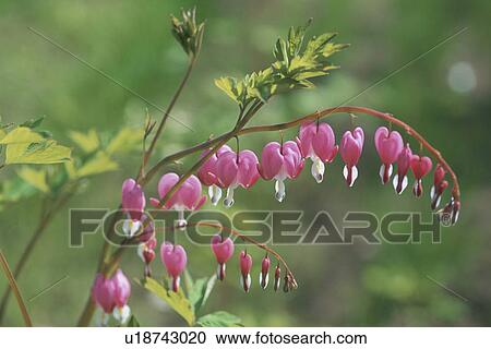 Plant View Large Photo Image Stock Image - Plant. Fotosearch