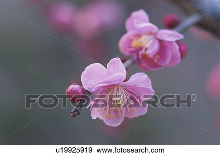 Plum View Large Photo Image Stock Photo - Plum. Fotosearch