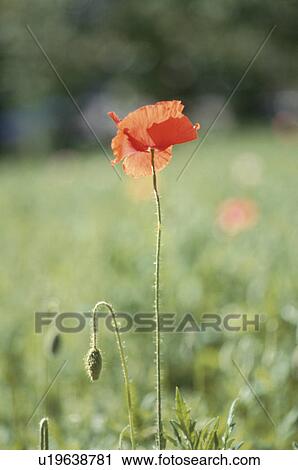 Stock Image - Poppy. Fotosearch