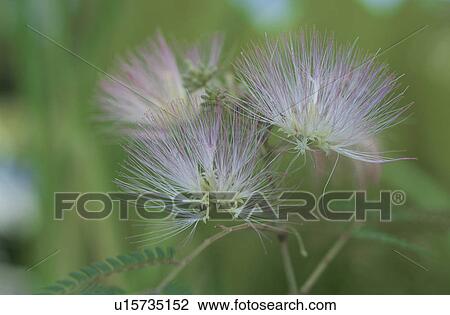 Stock Image - Silk Tree. Fotosearch