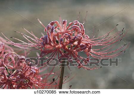 Stock Photography - Spider Lilies. Fotosearch