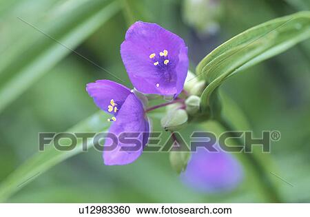 Stock Image - Spiderwort. Fotosearch