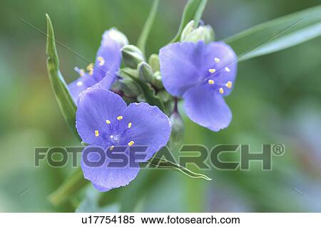 Stock Photography - Spiderwort. Fotosearch
