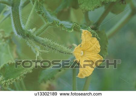Stock Photo - The Flower Of A Cucumber. Fotosearch