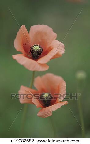 Stock Image - The Flower Of A Flanders Poppy. Fotosearch
