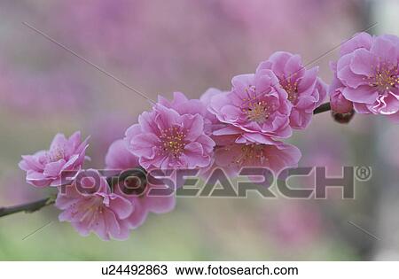 Stock Image - The Flower Of A Peach. Fotosearch