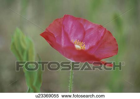 Stock Photography - The Flower Of A Poppy. Fotosearch