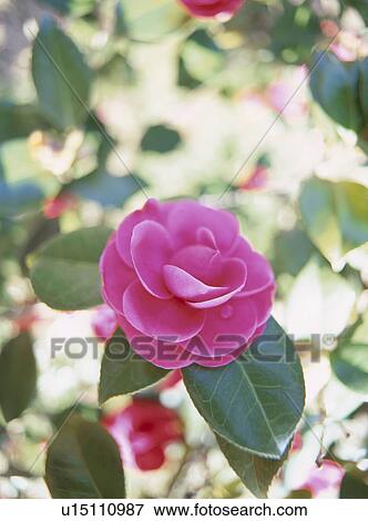 Stock Photo - The Flower Of Camellia. Fotosearch