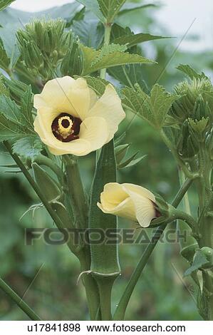 Stock Photo - The Flower Of Okra. Fotosearch