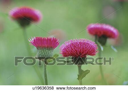 Thistles View Large Photo Image Stock Photo - Thistles. Fotosearch