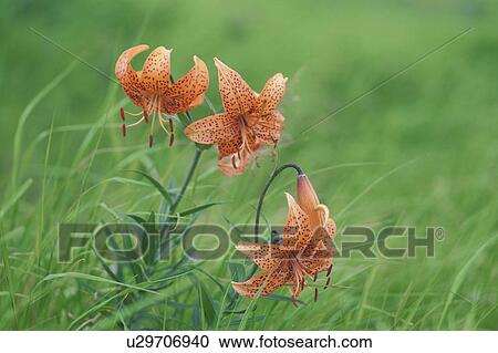 Tiger Lilies View Large Photo Image Stock Image - Tiger Lilies. Fotosearch