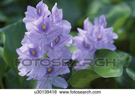 Water Hyacinths View Large Photo Image Stock Photo - Water Hyacinths. Fotosearch